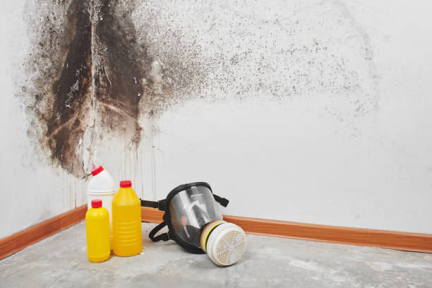 Best Toxic Mold Removal  in Leona Valley, CA