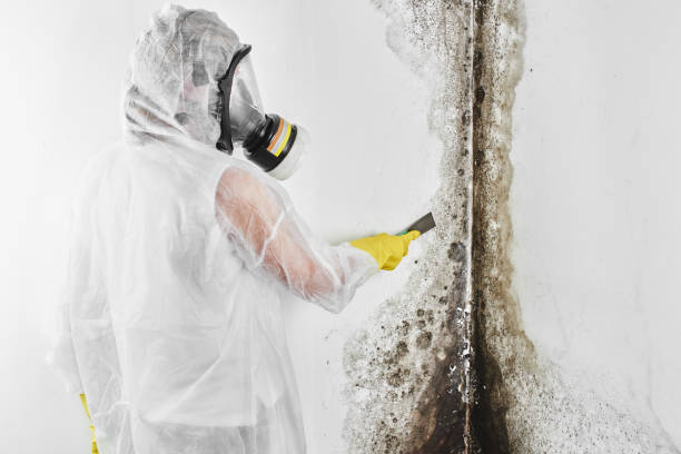 Best Attic Mold Removal  in Leona Valley, CA