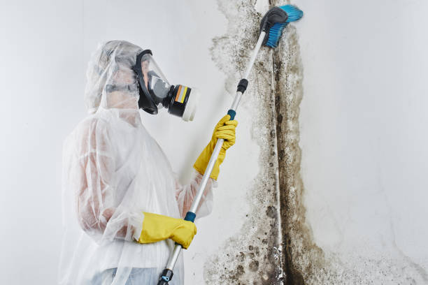 Best Residential Mold Removal  in Leona Valley, CA
