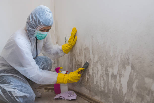 Best Mold Cleaning Services  in Leona Valley, CA
