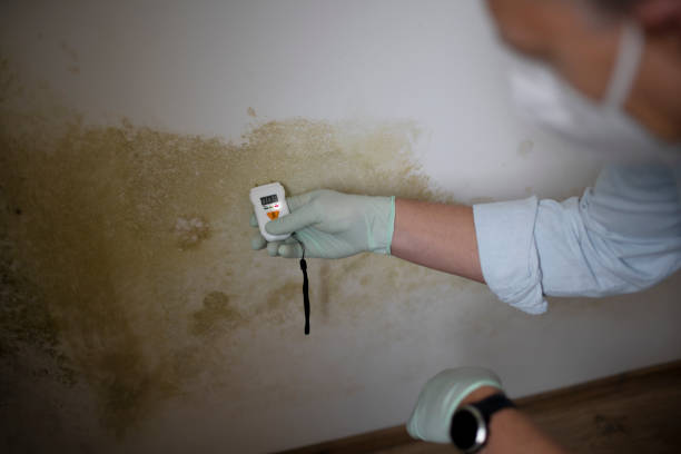 Best Mold Testing  in Leona Valley, CA