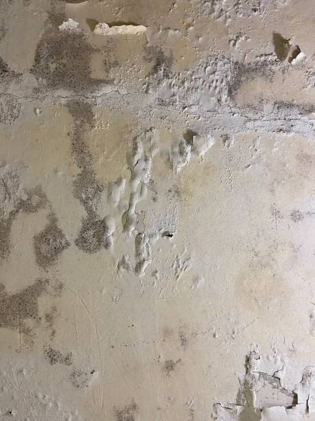 Best Mold Testing  in Leona Valley, CA