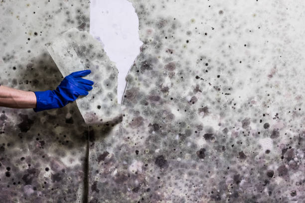 Crawl Space Mold Removal in Leona Valley, CA
