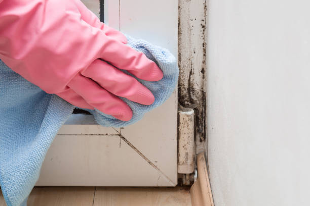 Best Affordable Mold Removal  in Leona Valley, CA