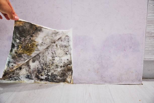 Trusted Leona Valley, CA Mold Removal Experts